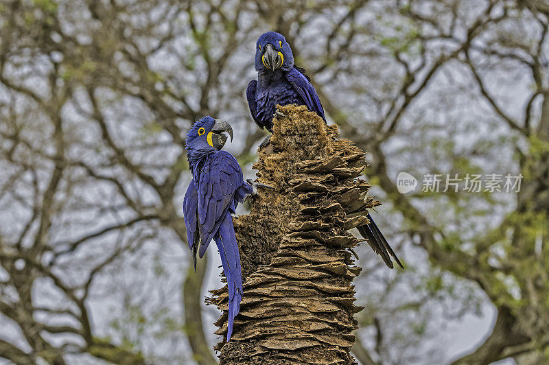 风信子金刚鹦鹉(Anodorhynchus hyacinthinus)，或风信子金刚鹦鹉，是一种原产于南美中部和东部的鹦鹉，在巴西潘塔纳尔发现